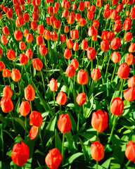 Aerial and detailed view of a red Tulipa greigii Regel plantation.
