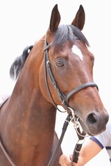 Obraz premium Horse racing sport. Races enjoy. Animal