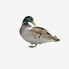 Colorful Mandarin Duck with a raised foot and a feather in its beak. Digital watercolor painting. The illustration showcases the vibrant colors and expressive nature of the duck. 
