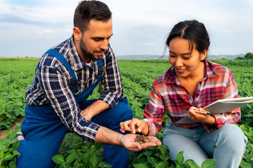 Naklejka premium A Chinese woman and a Caucasian man, agronomists in a soybean field, examining soil conditions for optimal growth.