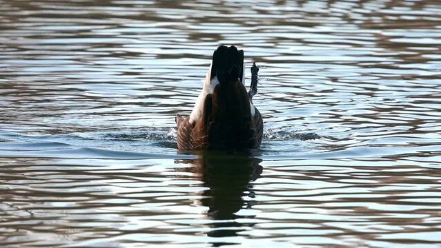 Canada Goose [Branta canadensis]  adult going partly underwater while washing its feathers. Kent, UK. [Half speed] 