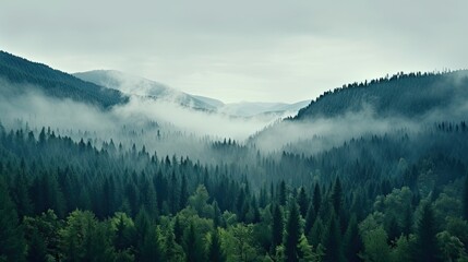 Obraz premium Tall trees in the forest in the mountains covered with the fog