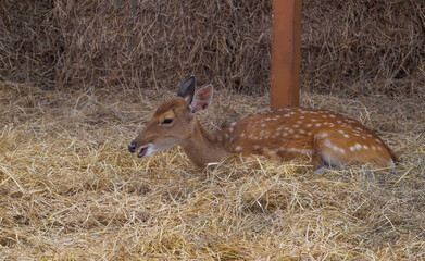 A deer is lying on a haystack in the farm