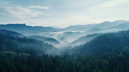 Obraz premium Tall trees in the forest in the mountains covered with the fog