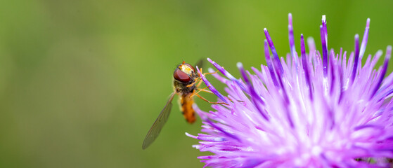 Episyrphus balteatus on thistle flower 02