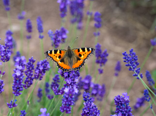 aglais urticae butterfly on a lavender flower
