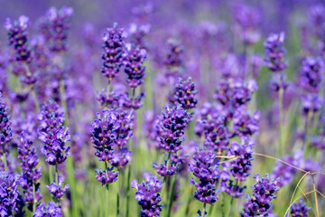lavender flowers in the garden