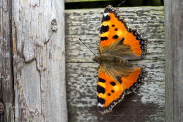 Fototapeta na wymiar small tortoiseshell aglais urticae, butterfly on the wooden wall