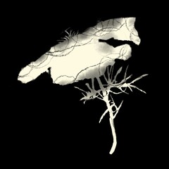 Black and white graphic depiction of a California Poppy. Digital watercolor painting. The artwork showcases the delicate beauty of the flower in a monochromatic style. 