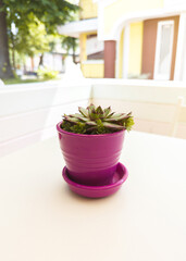 Natural green leafy flower pots for succulent decoration on the table in outdoors cafe.