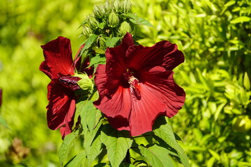 Hibiscus moscheutos L. .Malvaceae family. Hanover, Germany.

