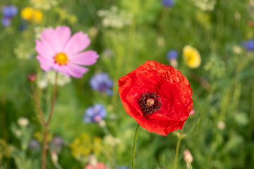 Coquelicot