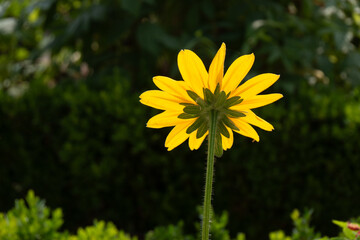 Fleur de derri&egrave;re