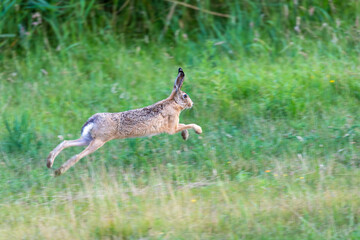 Hase, Feldhase im Sprung am Pramort bei Zingst an der Ostsee.