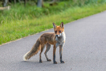 Strandfuchs Paula bei Zingst an der Ostsee.