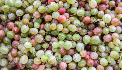 Natural looking berries of gooseberries. Selective focus.
