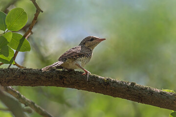 wryneck sitting on branch of tree at summer day
