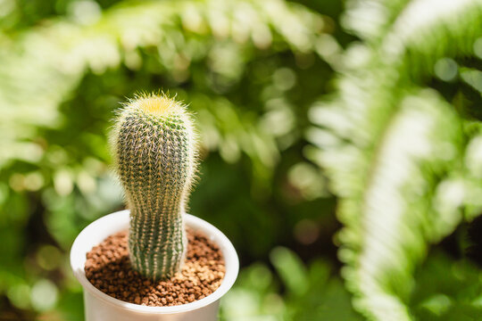 Parodia Erubescens cactus single pot in blur background.