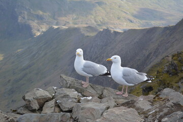 seagull on the rocks , birds on top a mountain 
