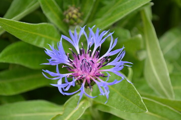 Wild violet flower, Close up 