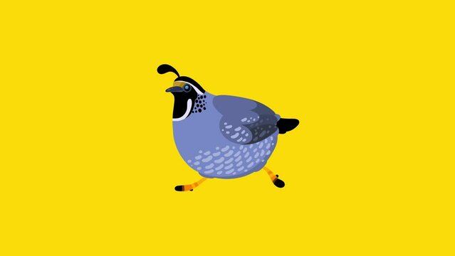 Quail bird cartoon animal animation character isolated. Blinking eyes seamless loop walking.