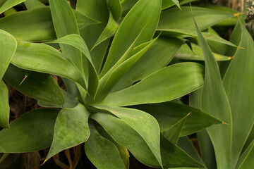 Close up of a Foxtail Agave plant growing in a garden