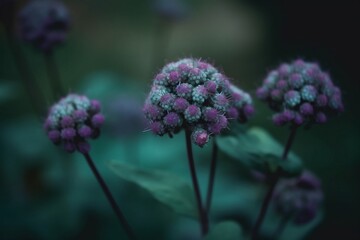 Purple Petal Blooms