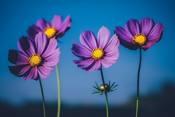 Purple Petal Blooms