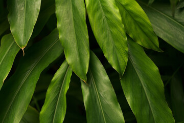 closeup of green tropical leaves texture