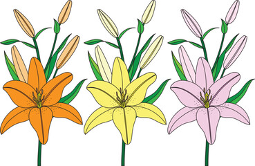 Illustration of lily flower bouquet with leaves on white background.