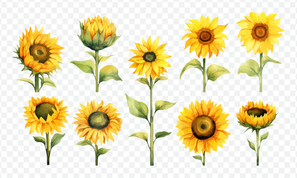 Sun flower cone isolated vector illustration
