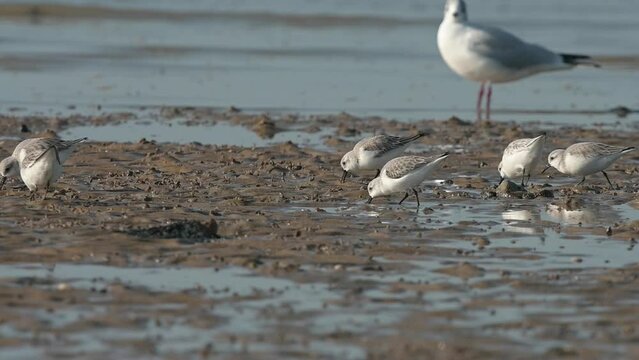 Sanderlings (Calidris Alba) Foraging For Food At Low Tide On A Beach As A Black-Headed Gull Looks On. Kent, UK. [Slow Motion - X5] 