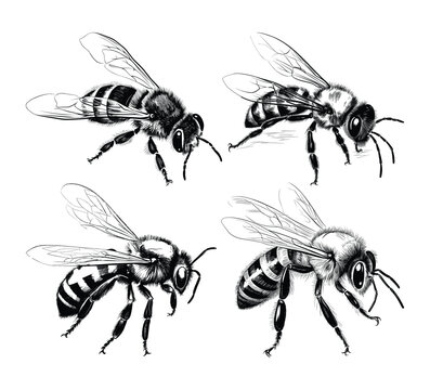 Collections of Hand drawn bee icons