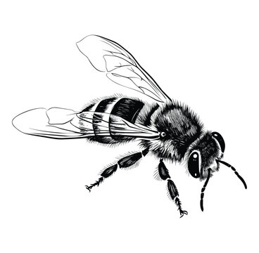 Hand drawn bee outline vector illustration


