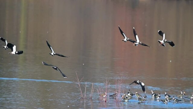 Small flock of Lapwings (Vanellus vanellus) in flight over an inland lake. Kent, UK.  [Slow motion - x5] 
