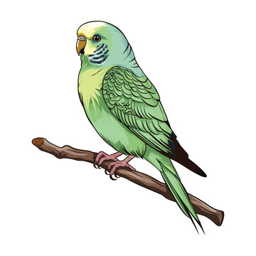 recommend clip art: A cute budgie vector sketch illustration
                    
                    