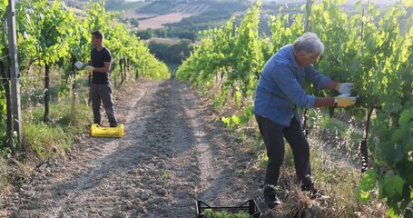 Multigenerational workers collecting grapes for oganic wine making - Tradition, farmer lifestyle and small business concept