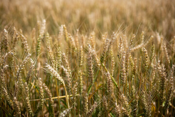 Ripe golden yellow wheat field in Europe. Top view, no people