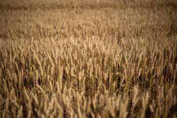 Ripe golden yellow wheat field in Europe. Top view, no people