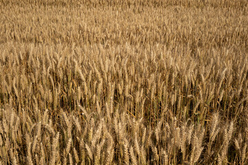 Ripe golden yellow wheat field in Europe. Top view, no people