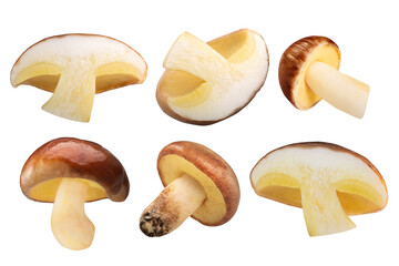 Slippery Jack mushrooms (Suillus luteus fruit bodies) cut in half and whole, isolated png