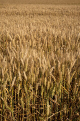 Ripe golden yellow wheat field in Europe. Top view, no people