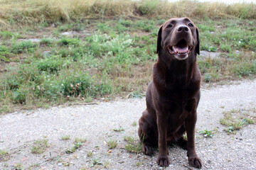 chocolate brown labrador sittung on right side of photo and looks forward