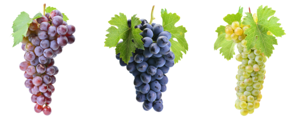 Grape leaves isolated on white background