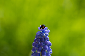 Black Red ladybug on a hyacinth in green nature