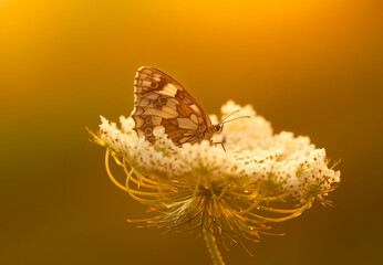 Motyl Polowiec Szachownica na kwiatach Marchwi zwyczajnej, zachód słońca