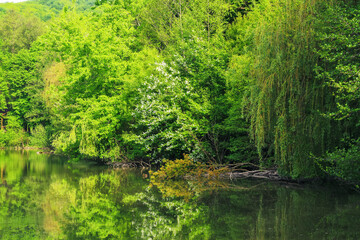 Fototapeta na wymiar pond in beech woods. nature scenery with trees reflecting on the water surface. summer vacation background