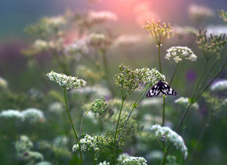 Motyl Polowiec Szachownica na kwiatach Marchwi Zwyczajnej