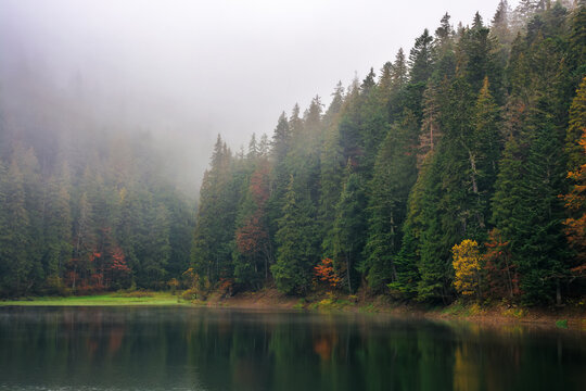 forest by the lake in fog. misty weather in the morning