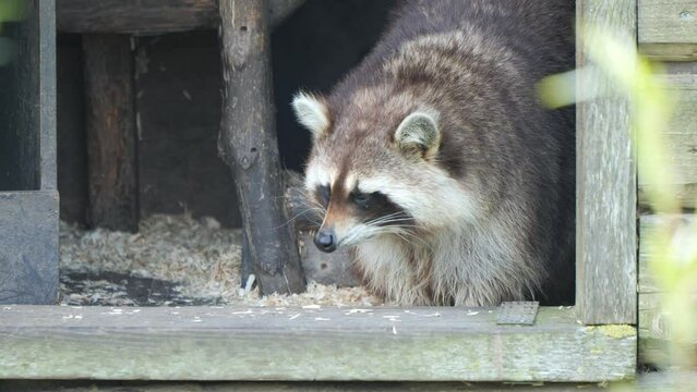 Alert Raccoon In Its Wooden Habitat. Procyon Lotor. closeup